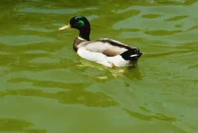 un pato jigsaw puzzle
