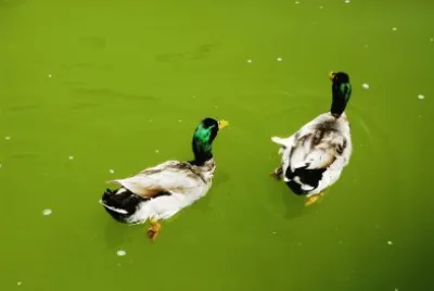 dos patos jigsaw puzzle