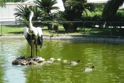 פאזל של mas patos