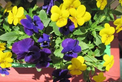 Flowers