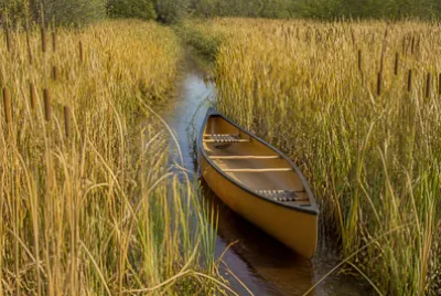 Canoe in Reeds