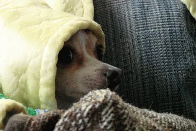 Viva Hiding