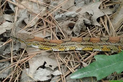 Corn Snake