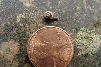 Tiny Snail