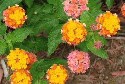Flowers