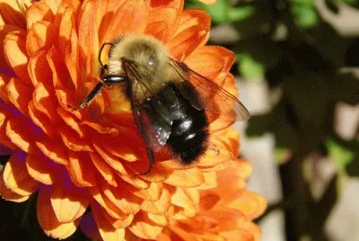 Mum and Bumble Bee