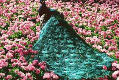 Peacock jigsaw puzzle