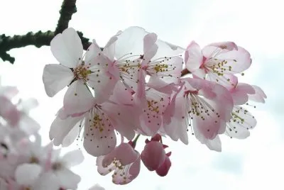 flores