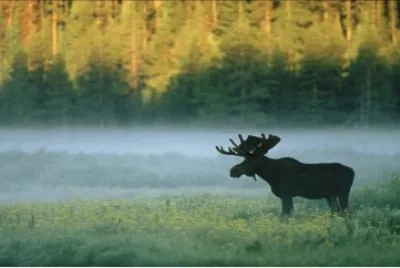 פאזל של Yellowstone Moose