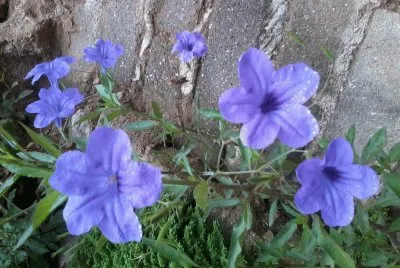 Campanillas violetas