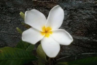 Rosa de mayo