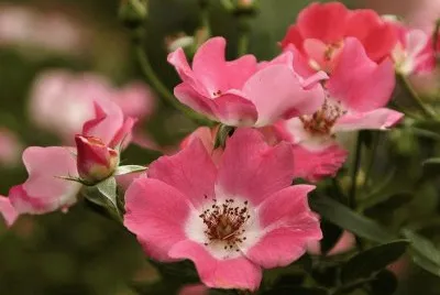 flores