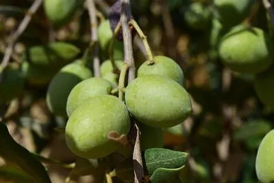 פאזל של 