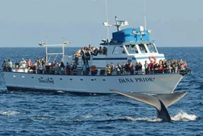 Whale Watching-Dana Point