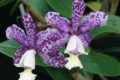 Purple Tiger Orchid