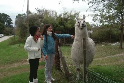 llama