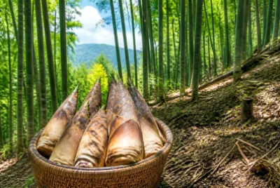 Travel Bamboo Harvest(grok)