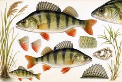 Botanical Perch Plate(grok)