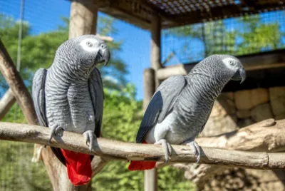 African Grey Pair(grok)
