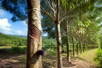 Plantation Rubber Tree(grok)