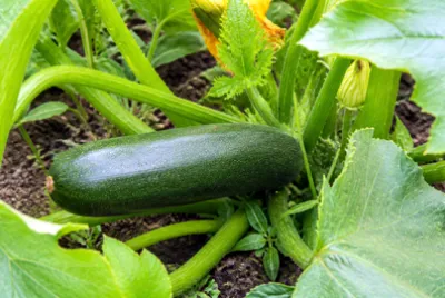 פאזל של Garden Zucchini Vine(grok)
