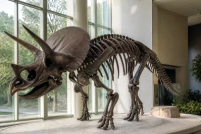 Triceratops Skeleton Hall(grok) jigsaw puzzle
