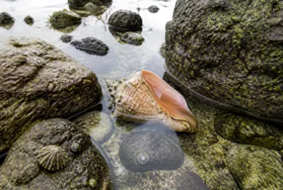 Conch Tide Pool(grok)