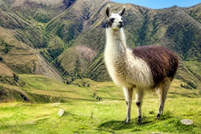 Llama Mountain Pasture(grok) jigsaw puzzle