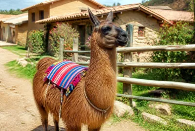 Llama Woven Blanket(grok) jigsaw puzzle