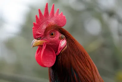 Rooster Head Closeup(grok) jigsaw puzzle