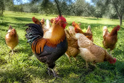 Rooster with Hens(grok) jigsaw puzzle