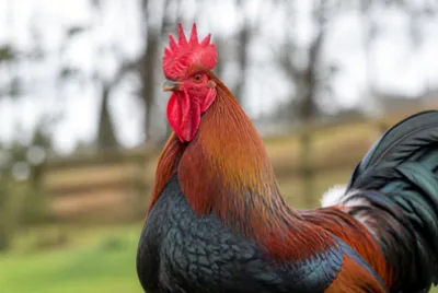 Rooster Close Portrait(grok) jigsaw puzzle
