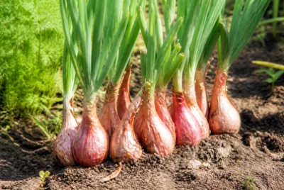 פאזל של Garden Shallot Bulbs(grok)