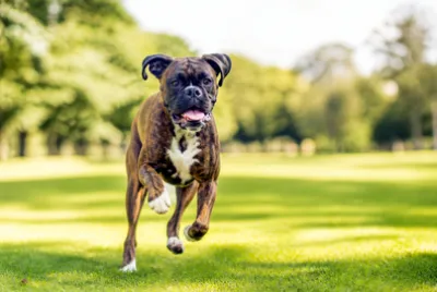 Brindle Boxer Running(grok)