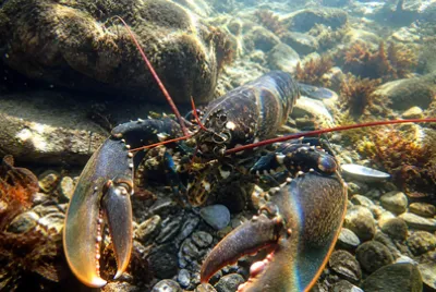Live Lobster Underwater(grok)