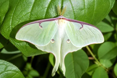 Luna Moth Leaf(grok)