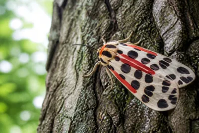 Tiger Moth Bark(grok)