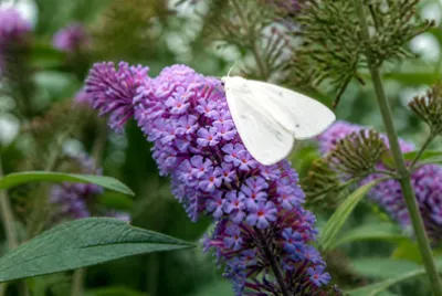 White Moth Flower(grok)