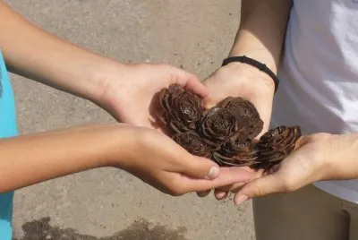 semillas de roble