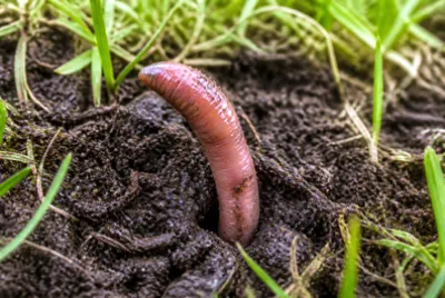 Soil Hole Emergence