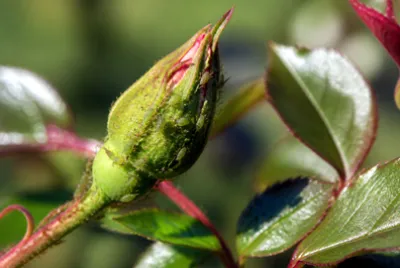 Morning Rose Aphid