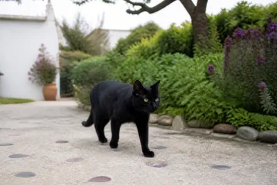 Black Cat Garden(grok)