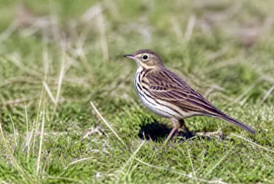 Pipit in Grass(grok)