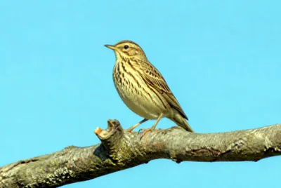 Tree Pipit Branch(grok)