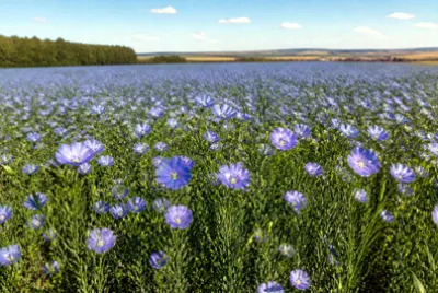 Blue Flax Field(grok)