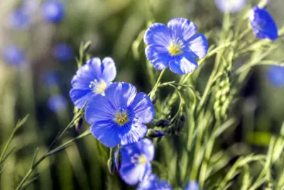 Flax Flower Close(grok)
