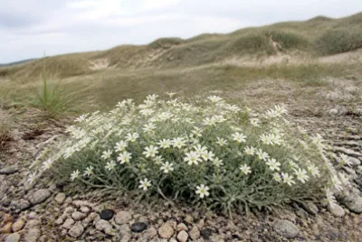 פאזל של Arenaria Coastal Dune(grok)