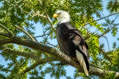 Bald Eagle Perch(grok)