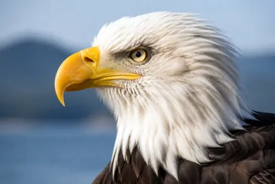 Bald Eagle Portrait(grok)
