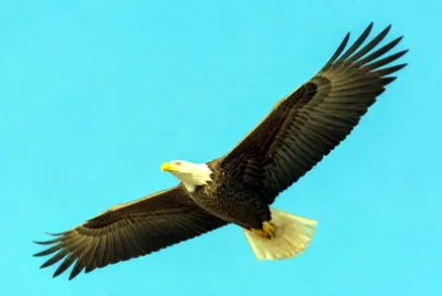 Bald Eagle Soaring(grok)